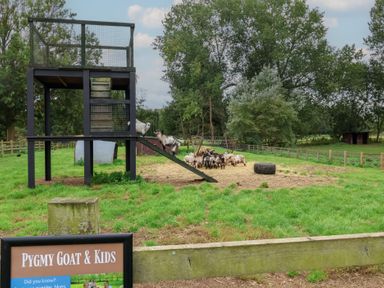 An outdoor space with pygmy goats and a play structure at Duke Cottage in Woodbridge