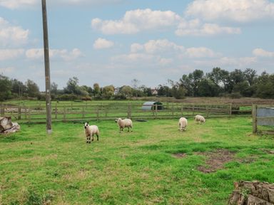 A field with sheep grazing at Duchess Cottage in Woodbridge