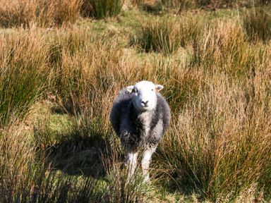 A sheep in a field at 5 Waterside Wood Troutbeck Bridge