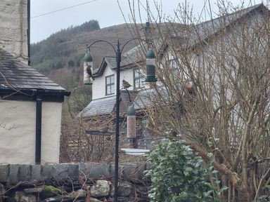 A view of bird feeders with birds in a garden at Noddfa Penmachno