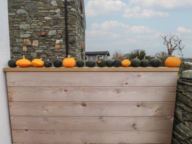 A row of pumpkins on top of a wooden fence at Hen Penmynydd near Llanfachraeth