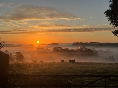 A sunrise with cows in a misty field at The Bus on the Hill in Huntsham near Bampton, Devon