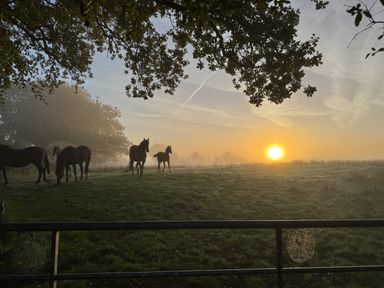 Horses in a field with a sunrise at The Bus on the Hill in Huntsham near Bampton, Devon