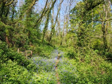 A path through a forest with blue flowers and a chair at Copper Mine Cottage Trelill near Port Isaac