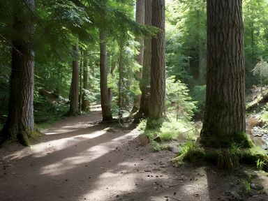 A pathway through a forest with tall trees and sunlight at Baillie Chalet in 