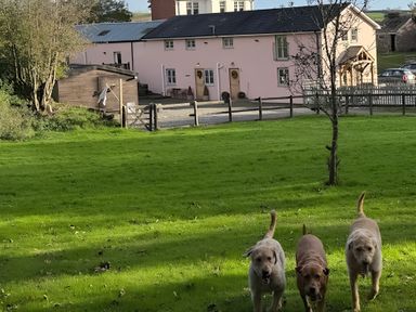 Three dogs running on grass in front of a house at Ty Llaeth in Carmarthen