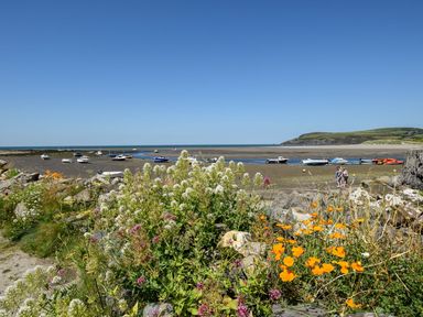 A view of boats at the beach with flowers in the foreground at Ty Fferm in Newport