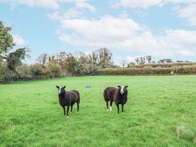 Two sheep standing in a green field at Swallow Cottage Bullhornstone near South Brent