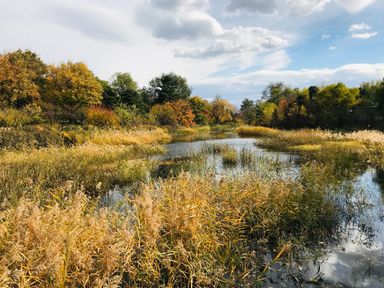 A scenic view of a pond surrounded by greenery and trees at Tennyson Spa (Pet) Louth