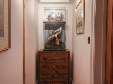 A taxidermy display in a wooden cabinet in a hallway at Winston Lodge in Beccles