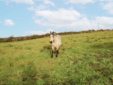A horse standing in a grassy field at Glenview Log Cabin Ballycastle
