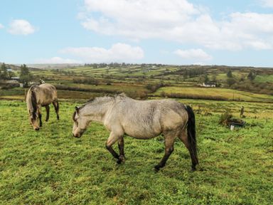 Two horses walking in a grassy field with hills in the background at Glenview Log Cabin Ballycastle