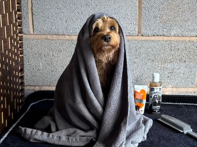 A dog wrapped in a towel with grooming supplies at Captains Barn Cadeleigh near Tiverton