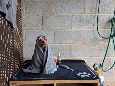 A dog wrapped in a towel on a table in a grooming area at Captains Barn Cadeleigh near Tiverton