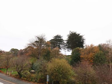 A view of trees and bushes in an outdoor area at Beachwalk Villa 3 in Whitby
