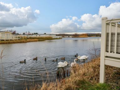 A view of ducks and swans on water with holiday homes in the background at 62 Guddlebeck in Flookburgh