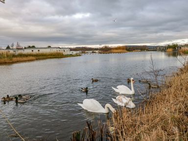 A view of a lake with swans and ducks near cabins at 62 Guddlebeck in Flookburgh