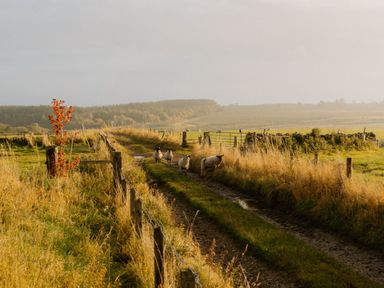 A dirt path with sheep and a tree at Fell Side in Penrith