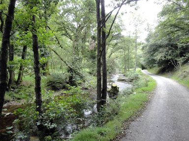 A path beside a stream and trees at Nethercote Byre Minehead