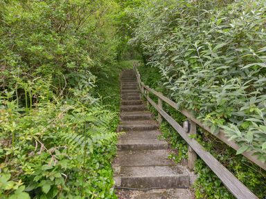 A path with stairs and greenery at The Old Signal House Torpoint