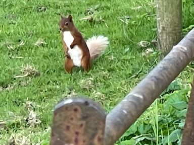 A squirrel standing on grass near a fence and tree at Studio Apartment at High Dyke Farm Cockermouth