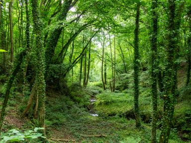 A forest with trees and a stream at Glamping pod-Luxury Glamping Retreat in Battle