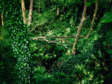 A forest scene with trees and ferns at Glamping pod-Luxury Glamping Retreat, Battle