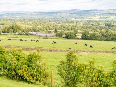 A field with grazing cows and a barn at Valley View Lodge 1 Preston