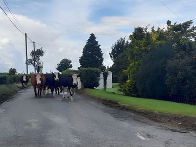 A group of cows walking on a road at The Farmhouse in Omagh