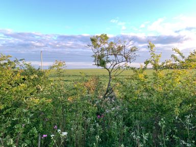 A view of a field with a tree and plants at Cosy Escape in Sheerness