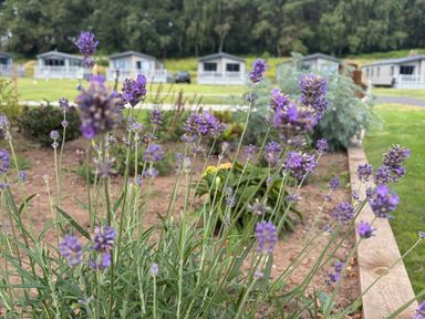 Lavender plants in a garden area with cabins at The Oaks 2 Bedrooms in Delamere