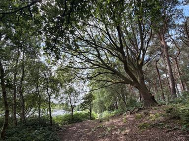 A path through trees at The Oaks 2 Bedrooms in Delamere
