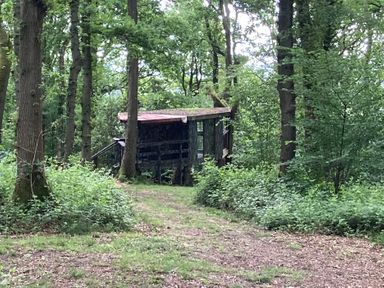 A cabin surrounded by trees and a path at The Tree House in the Woods Longhope