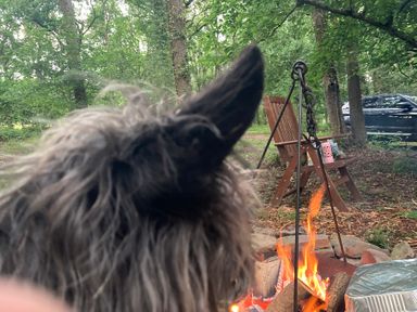 A dog near a fire pit with a chair and a car at The Tree House in the Woods Longhope
