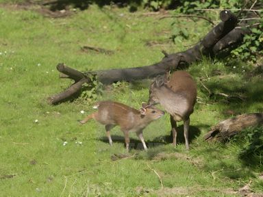 Two deer in a grassy area with fallen branches at The Tree House in the Woods Longhope