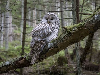 An owl perched on a branch in a forest at The Tree House in the Woods Longhope