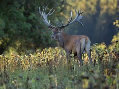 A deer standing in a field surrounded by grass at The Tree House in the Woods Longhope