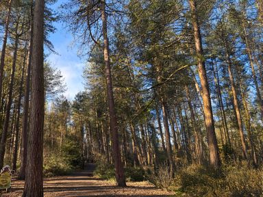 A pathway surrounded by trees at No 11 Old Pale View Sanctuary in Northwich