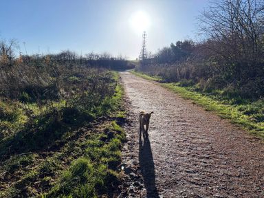 A path with a dog walking towards the camera at No 11 Old Pale View Sanctuary Northwich