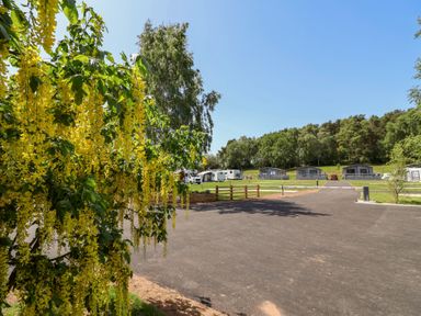 An outdoor view with yellow flowers and lodges at Cedar Lodge 3 Bedrooms with hot tub in Delamere