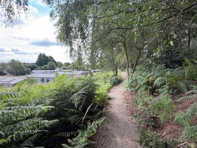 A pathway surrounded by ferns and trees near buildings at Cedar Lodge 3 Bedrooms with hot tub Delamere