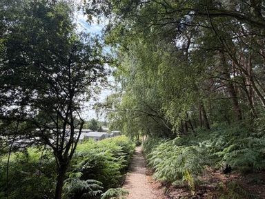 A wooded path surrounded by trees and ferns at Cedar Lodge 3 Bedrooms with hot tub, Delamere