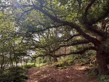 A forest path with trees and branches at Cedar Lodge 3 Bedrooms with hot tub, Delamere