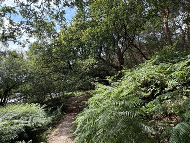 A pathway surrounded by trees and ferns at Cedar Lodge 3 Bedrooms with hot tub in Delamere