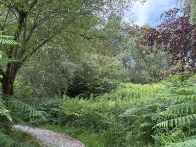 A pathway surrounded by trees and ferns at Cedar Lodge 3 Bedrooms with hot tub, Delamere