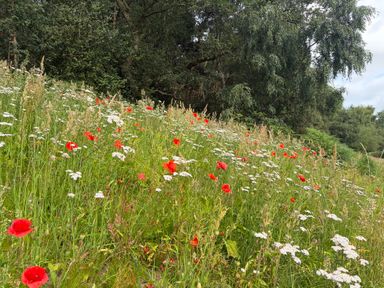 A field with red poppies and white daisies at Cedar Lodge 3 Bedrooms with hot tub in Delamere