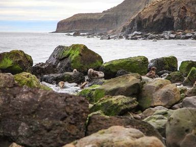 A rocky shoreline with green moss on rocks and a distant cliff by the sea at Honey Bee Cottage in Staintondale
