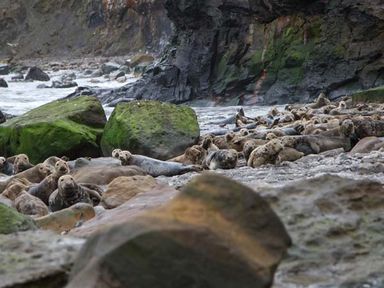 A rocky shoreline with many seals resting near green moss covered boulders at Honey Bee Cottage in Staintondale