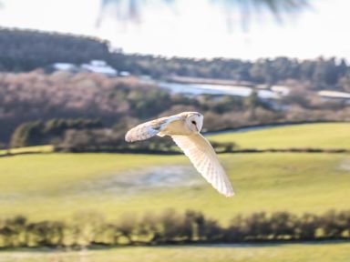 A barn owl flying over green fields with trees and hills in the background at Honey Bee Cottage in Staintondale