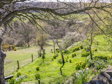 A grassy hillside with trees and yellow flowers under a large tree branch at Honey Bee Cottage in Staintondale